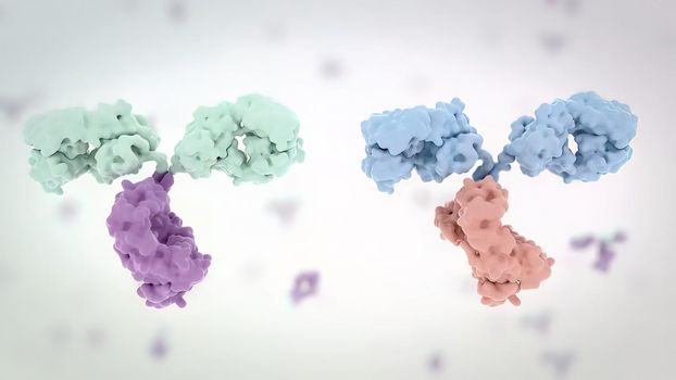 Antibodies are proteins made by the immune system to fight infections such as viruses and can help prevent the same infections from occurring in the future. 3D Render