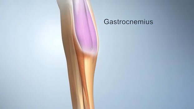 Anatomy,achilles tendon ,soleus calcaneus 3d Medical Anatomy