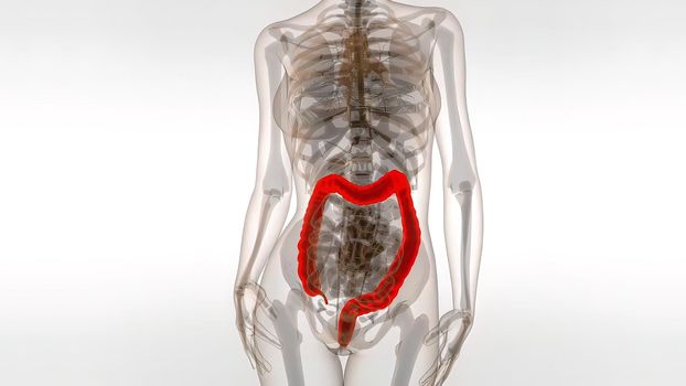Human Male Colon 3d Medical 3D illustration .