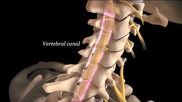 Brain and spinal system, vertebral canal 3D illustration