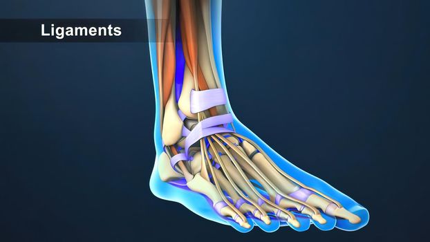foot anatomy bones and muscles 3d Render .