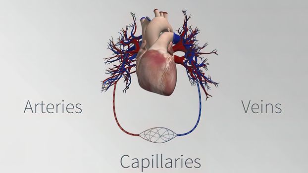The vessels of the cardiovascular system are the heart, arteries, capillaries, and veins. 3D illustration