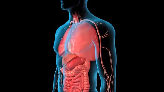 Human Circulatory System Heart Beat Anatomy 3D Render Concept. 3D