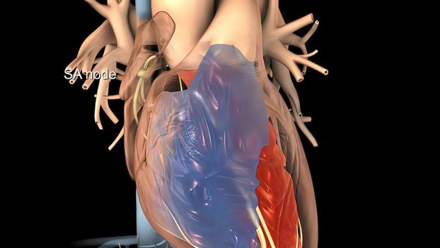 Heart Anatomy AV atrioventricular node For Medical Concept 3D Illustration .