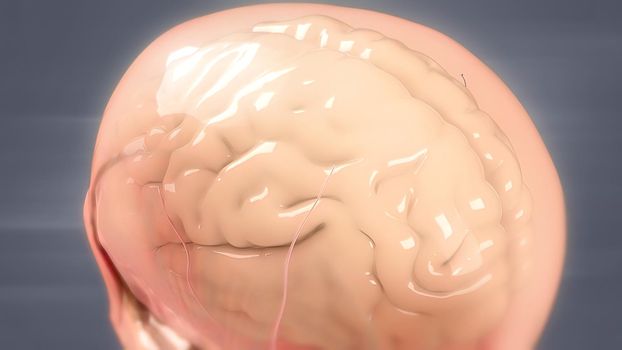 Human brain Anatomical Model 3D illustration