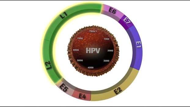 Human papillomavirus, a virus which causes warts, some strains infect genitals and can cause cervical cancer, 3D illustration