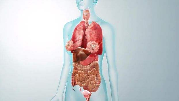 human internal organs Anatomy For Medical Concept 3D Illustration .