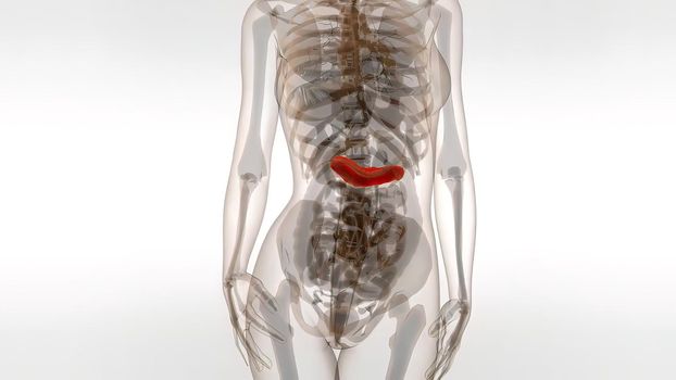 3d Anatomy Of Human Pancreas .