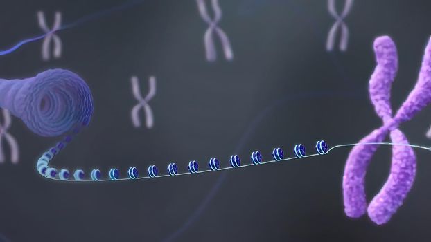 Chromosome and DNA within the cell nucleus 3D illustration