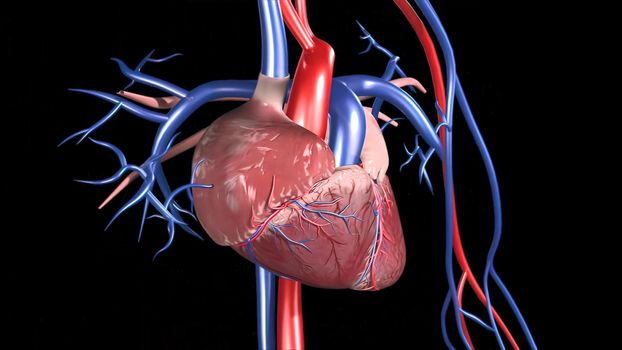 Cardiovascular System Human Blood Arteries And Veins 3D illustration