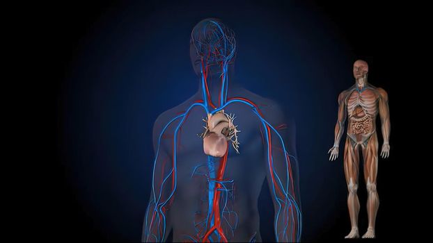 3D illustration Of Human Male Blood Circulation System 3D illustration
