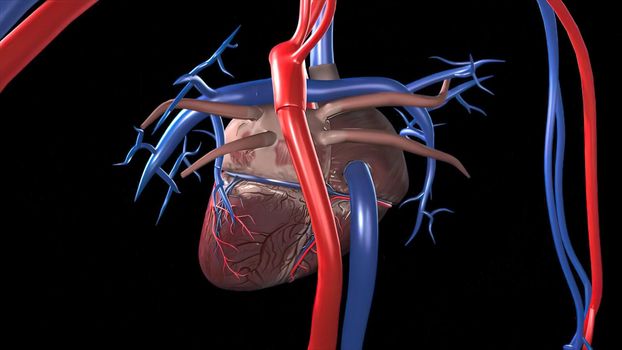 Cardiovascular System Human Blood Arteries And Veins 3D illustration