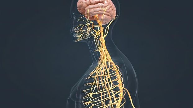 The brain is the most complex part of the human body. It is the center of consciousness and also controls all voluntary and involuntary movement and bodily functions. 3D illustration