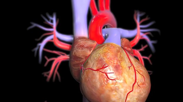 3d illustration of human body heart anatomy .