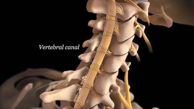 Human spine with nerve roots. 3D Render