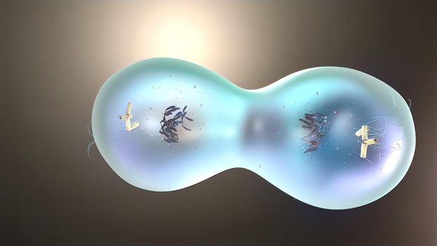 Cell division or cloning cells. Stem cells dividing under the microscope. 3D illustration