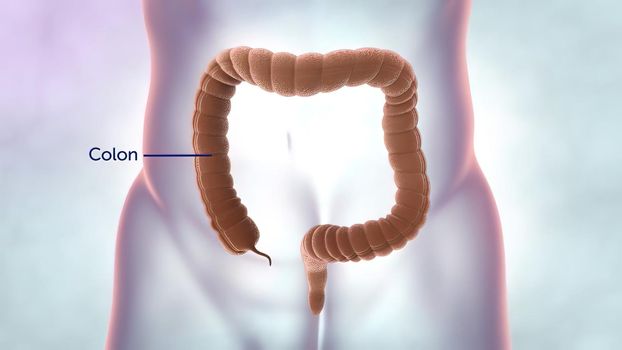 The intestine is part of the digestive system. It is made up of the small intestine and the large intestine. The colon and rectum are parts of the large intestine. 3D illustration