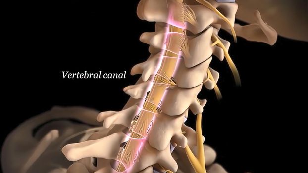 Human spine with nerve roots. 3D Render