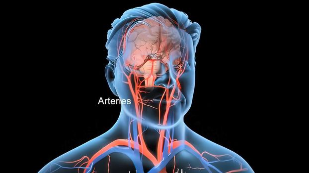 Animated transparent man blood circulation system. Heart and brain 3D Illustration