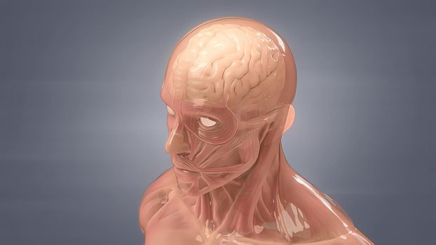 Human brain Anatomical Model 3D illustration