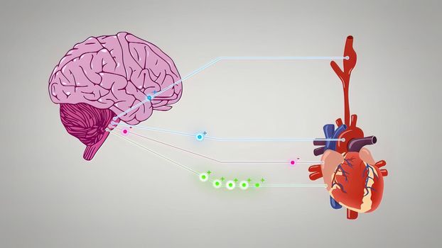 3D illustration of the medulla oblongata, part of the brainstem responsible for autonomic homeostasis of the heart, breathing, vomiting and vasomotor controls.