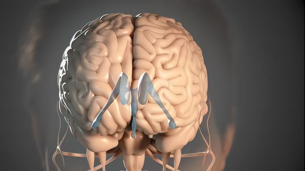 The brain and the spinal cord make up the central nervous system, which alongside the peripheral nervous system is responsible for regulating all bodily functions. 3D illustration