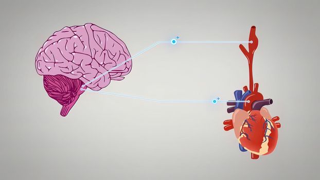 3D illustration of the medulla oblongata, part of the brainstem responsible for autonomic homeostasis of the heart, breathing, vomiting and vasomotor controls.