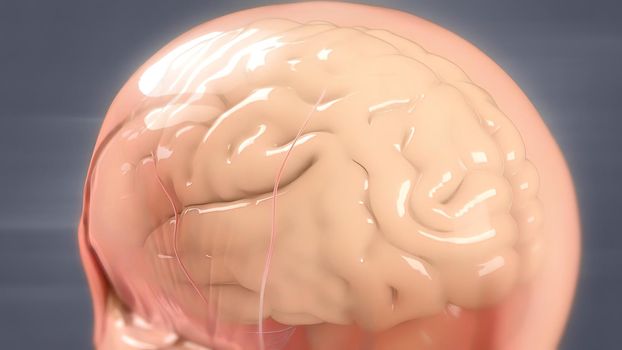 Human brain Anatomical Model 3D illustration