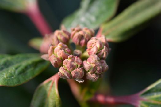 Davids viburnum flower buds - Latin name - Viburnum davidii