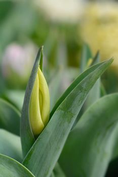 Tulip Yellow Flight flower bud - Latin name - Tulipa Yellow Flight