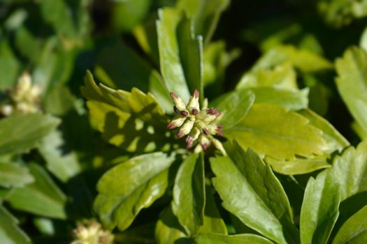 Japanese pachysandra - Latin name - Pachysandra terminalis