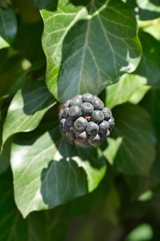 Common ivy fruit - Latin name - Hedera helix