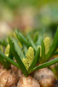 Grape hyacinth White Magic flower buds - Latin name - Muscari aucheri White Magic