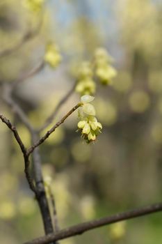 Spike witch hazel branch with flowers - Latin name - Corylopsis spicata