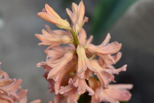 Hyacinth Gipsy Queen flower - Latin name - Hyacinthus orientalis Gipsy Queen