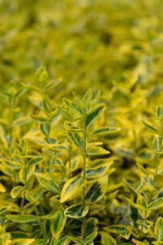 Wintercreeper Emerald and Gold leaves - Latin name - Euonymus fortunei Emerald and Gold