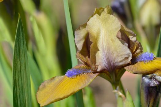 Standard dwarf iris Gingerbread man flower - Latin name - Iris barbata-nana Gingerbread man