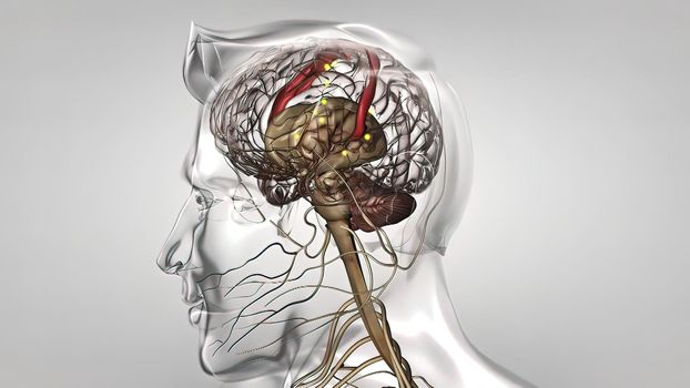 Human brain with neuronal impulses. It turns. Arranged Neuronal Activities in the Formation 3D illustration