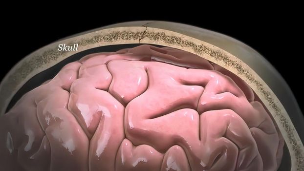 Brain internal structure 3d illustration .