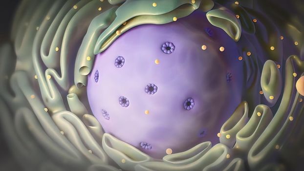 Components of Eukaryotic cell, nucleus and organelles and reticulum - 3d illustration
