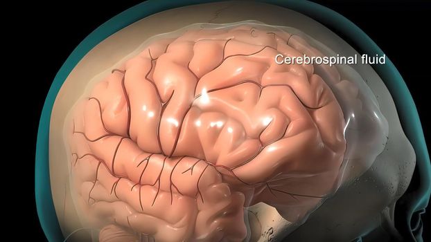 Cerebrospinal fluid is a clear, plasma-like fluid that bathes the central nervous system. It occupies the central spinal canal, ventricular system, and subarachnoid space. 3D illustration