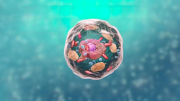 Components of Eukaryotic cell, nucleus and organelles and reticulum - 3d illustration