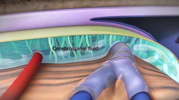 Brain internal structure 3d illustration .