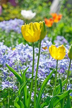 Bright spring garden meadow with vivid flowers