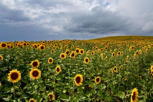 Prairie Sunflower Field in Saskatchewan Canada Rural scene