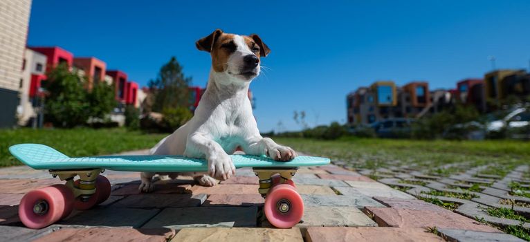 Jack russell terrier dog rides a skateboard outdoors on a hot summer day