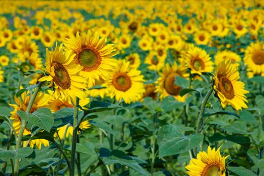 Bright yellow and orange flower heads