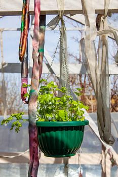 Gardening seedlings inside originally decorated greenhouse