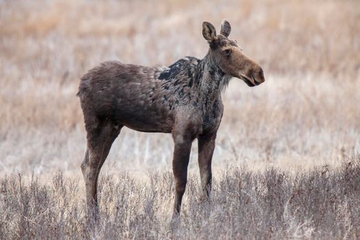 Moose in Saskatchewan Prairie spring time Canada