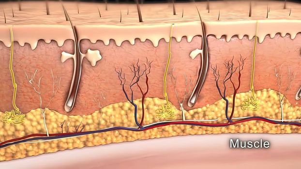 Skin damaged by uv rays. Skin absorbs light from sun. 3d illustration